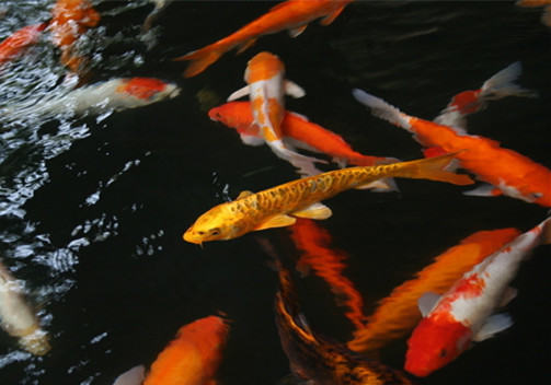 幼鱼锦鲤怎么养