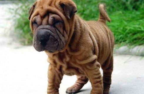 沙皮狗贵吗?怎么挑选? 沙皮狗贵吗?怎么挑选?