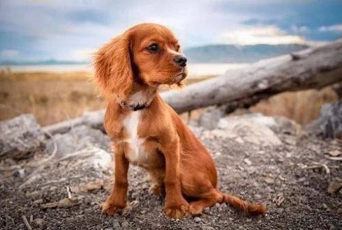 边境牧羊犬训练用品，一起来看看吧。