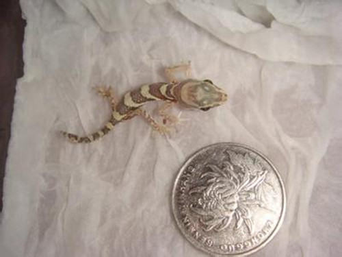 豹猫守宫的饲养箱设置建议 豹猫守宫的饲养箱设置建议