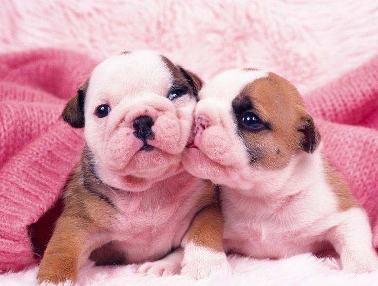 抱养幼犬需格外注意