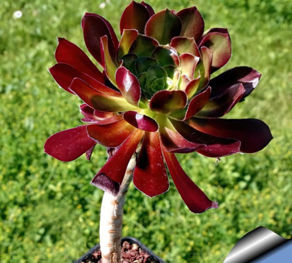 黑法师 Aeonium arboreum cv. Atropurpureum