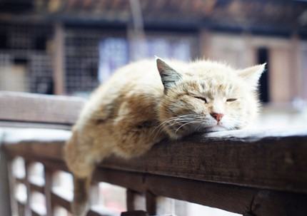 面对猫老龄化需预防的疾病