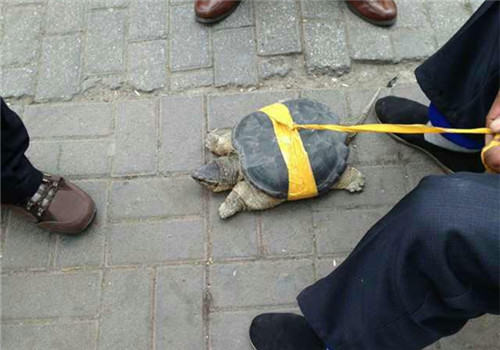 龟可以在室外溜吗？