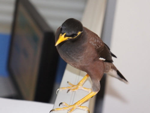 如何训练鸟儿开抽屉取物品