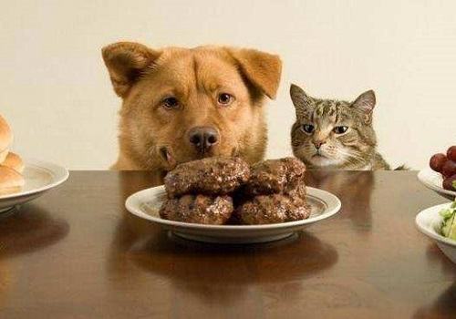 狗狗挑食可以通过哪些手段来纠正？