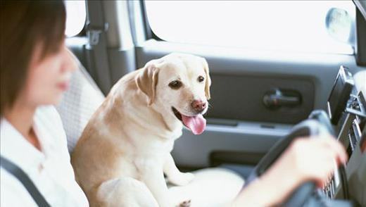 怎样让狗狗乖乖坐车,让狗狗乖乖坐车的方法有哪些? 怎样让狗狗乖乖坐车,让狗狗乖乖坐车的方法有哪些?