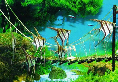 燕鱼幼苗的喂食方法