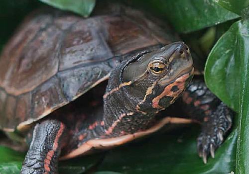 云南闭壳龟的品种简介