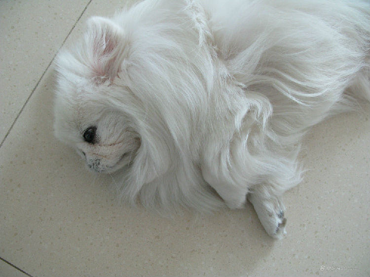 狗狗进入老龄期的表现及变化