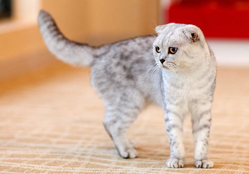 饲养猫咪的25个小知识