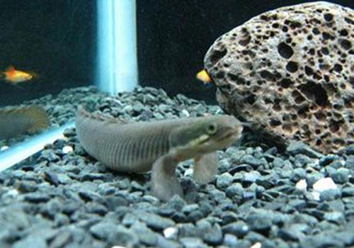 恐龙鱼的饲养方法