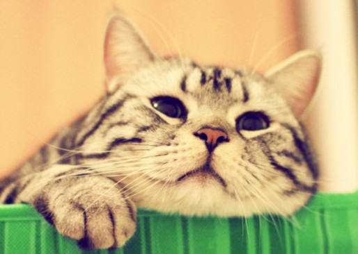 怎样训练一只淡定的猫? 怎样训练一只淡定的猫?