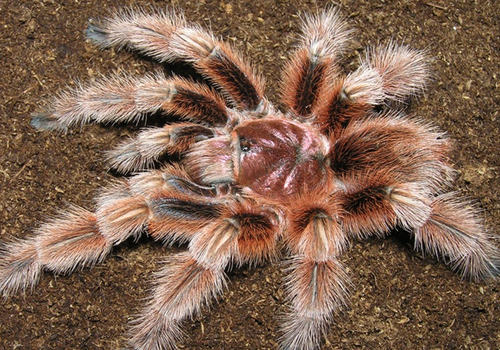 蜘蛛蜕皮有哪些征兆