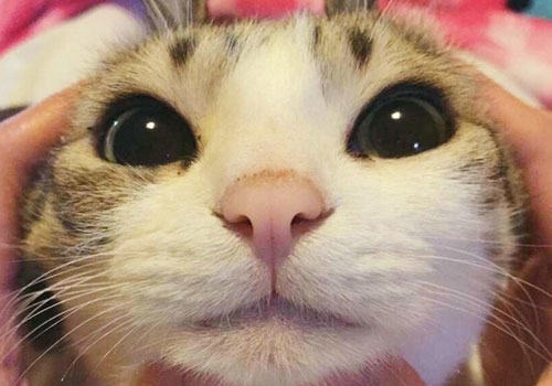 姚晨怀抱猫咪，为什么明星都爱猫？