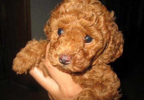 哪些情况会造成红贵宾鼻子及被毛变色 哪些情况会造成红贵宾鼻子及被毛变色