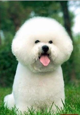 狗狗眼屎多怎么办？