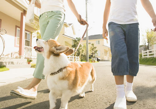 遛狗的好处有哪些