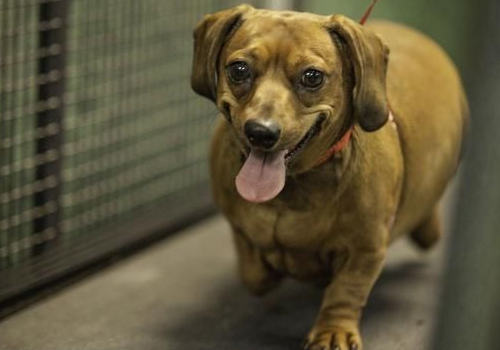 如何合理为狗狗健身