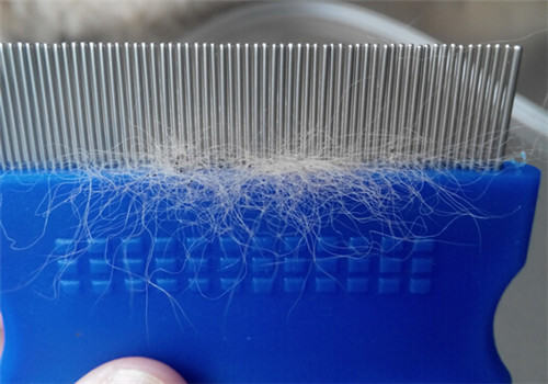 夏季寄生虫之——跳蚤 夏季寄生虫之——跳蚤