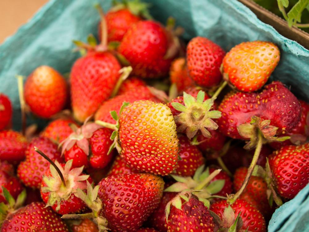 草莓可以水培吗