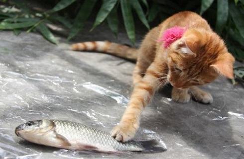 猫为什么喜欢吃鱼？给猫吃鱼需要注意什么