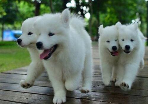 银狐犬和萨摩耶区别有哪些？