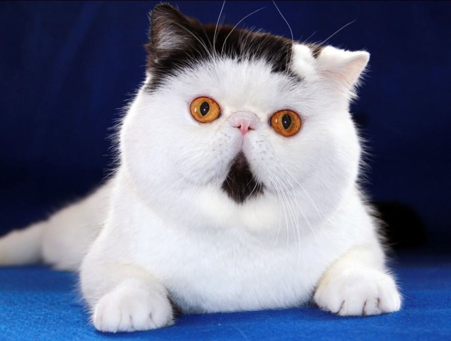 英短好养吗？英国短毛猫好养吗