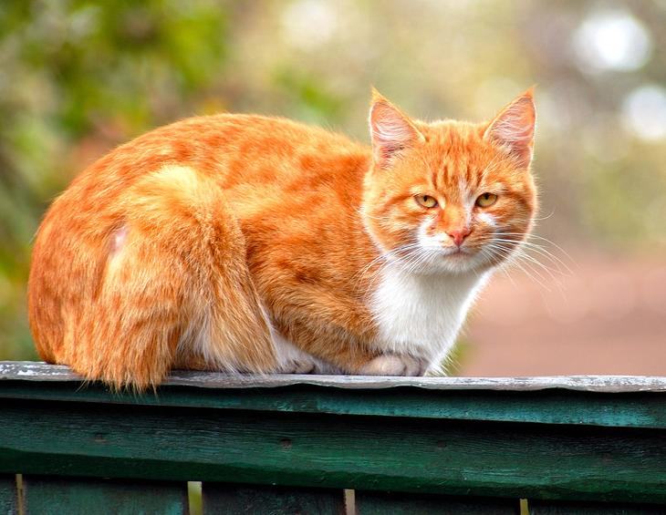 营养不良可导致猫咪流产