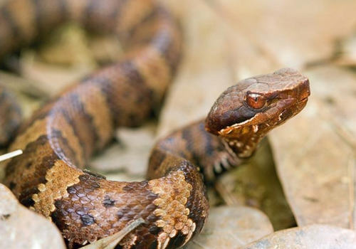 蛇的给药方法有哪些