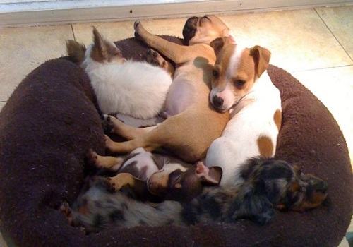 狗狗配种前需要考虑的问题都有什么? 狗狗配种前需要考虑的问题都有什么?