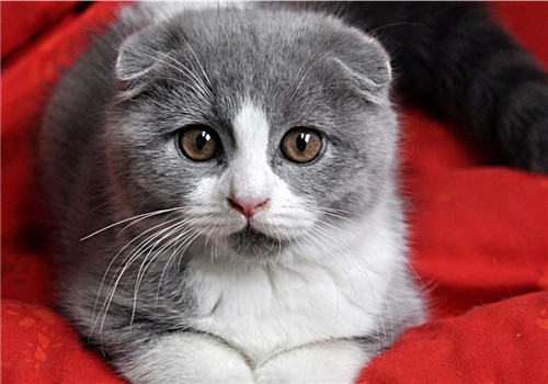 猫咪脐疝的临床症状