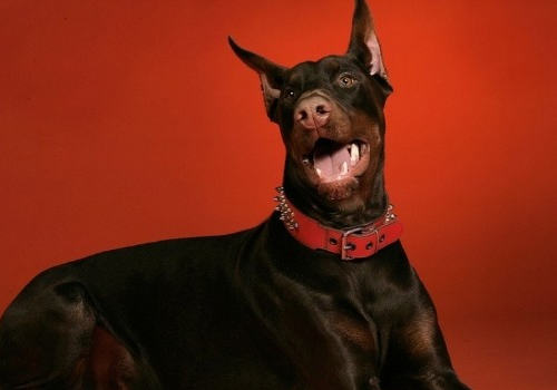 狗狗有无狂犬病可能性的判断