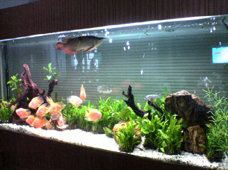 水族箱如何正确安装过滤器