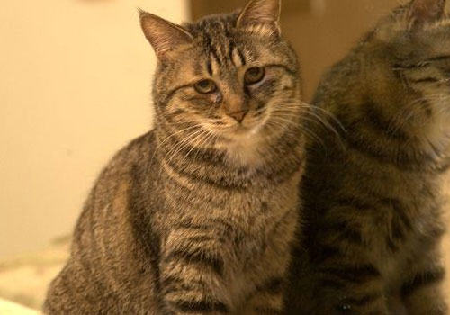 虎斑猫都是狸花猫吗？