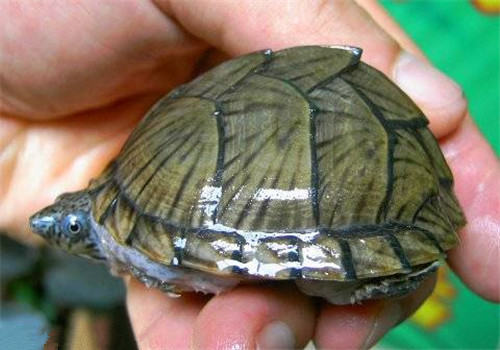 剃刀龟背甲真菌感染的治疗方法