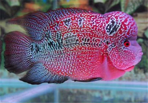 如何控制水族箱中藻类的生长