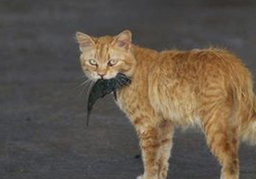 为什么有时猫咪会将东西叼到你面前