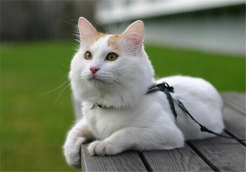 猫咪犯错的四个调教方法