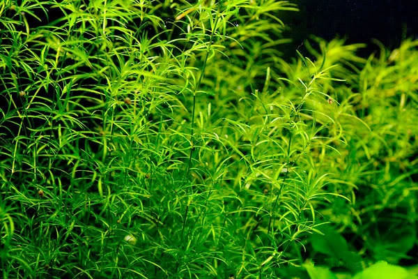 水草在造景中的作用