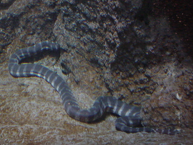 艾基特林海蛇的生活环境
