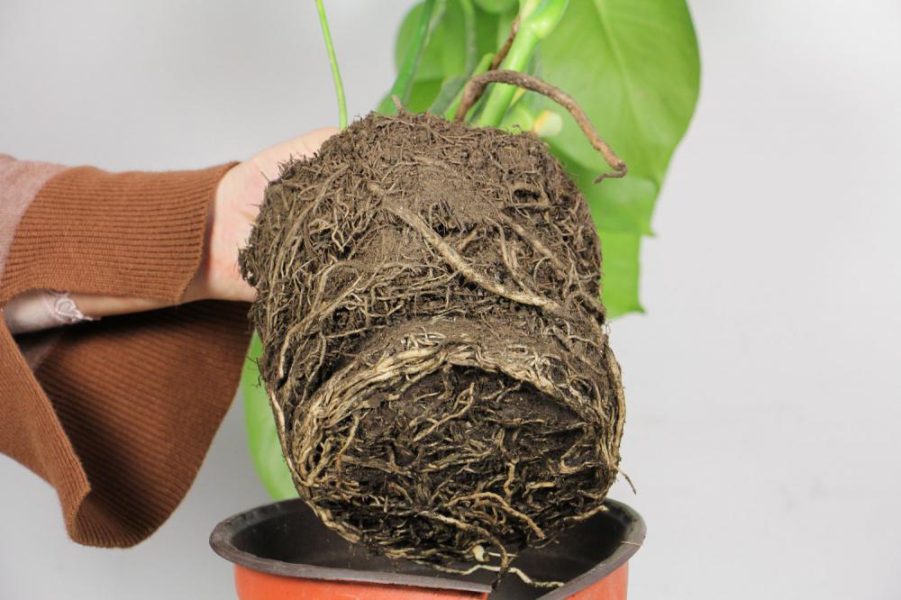 龟背竹的养护方法，运用气生根怎么繁殖
