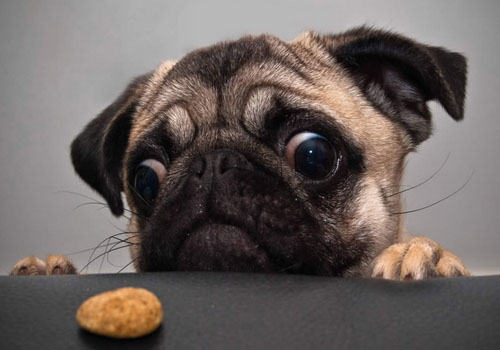 导致巴哥犬拉肚子的原因有哪些