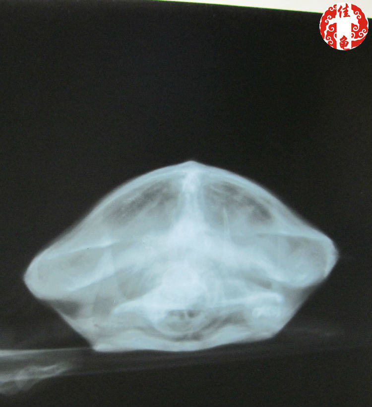 宠物龟医院护理方法 宠物龟医院护理方法