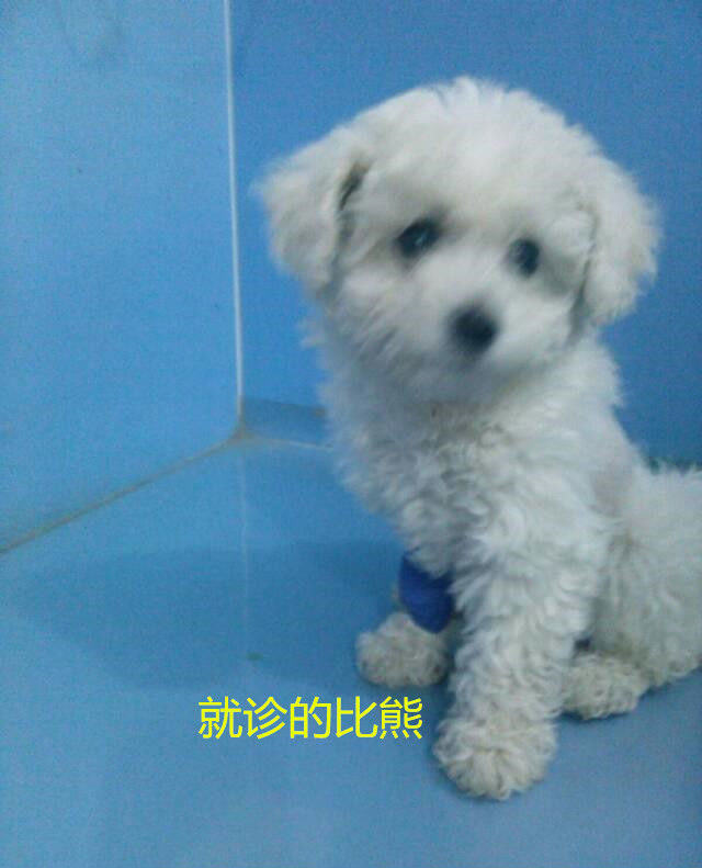 比熊的永久性右位主动脉弓病例分析