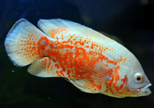 观赏鱼打架怎么办? 观赏鱼打架怎么办?