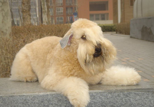 避免狗狗食物中毒的技巧