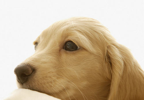 如何对待犬肾衰竭