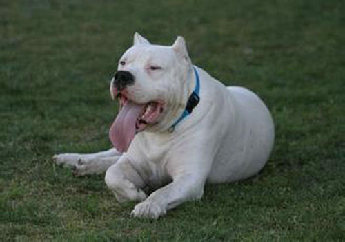 狗狗离乳期吃什么 狗狗离乳期吃什么