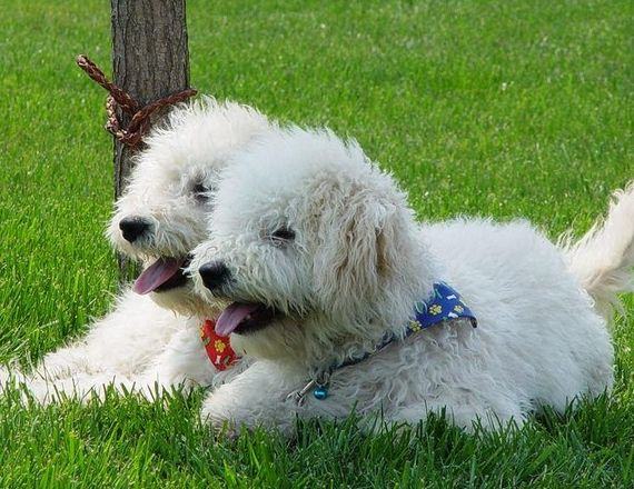 狗狗闻屁股是他们的社交方式